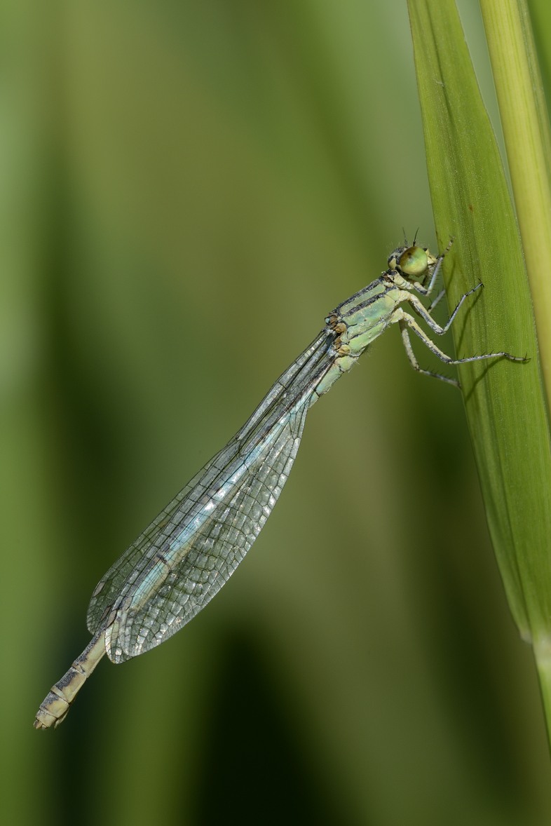 Damigella da ID: Erythromma lindenii